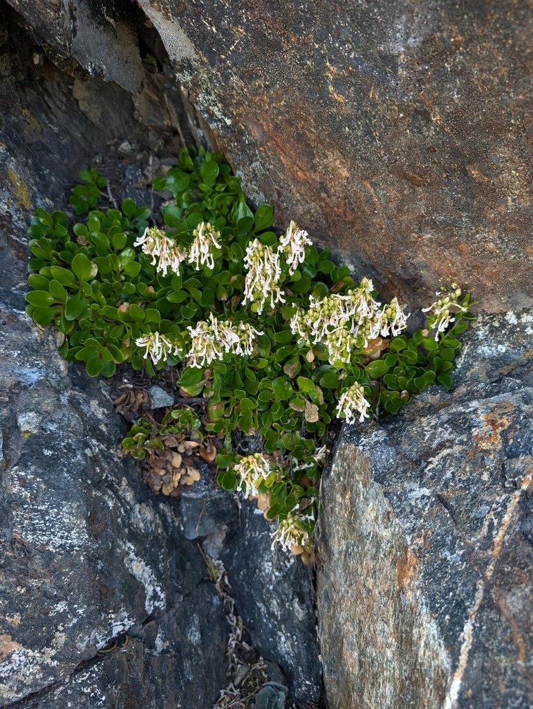 Penstemon tracyi