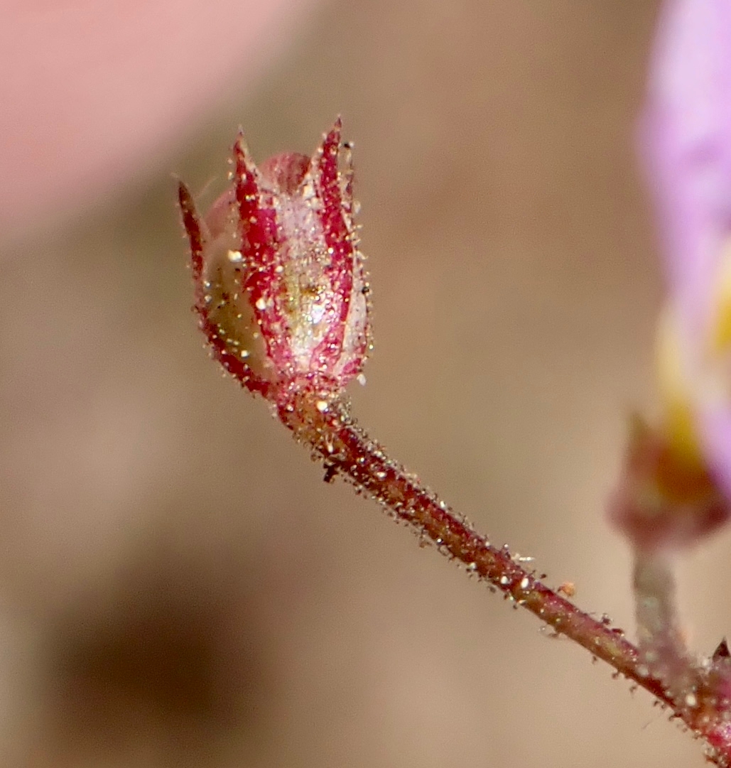 Navarretia leptalea ssp. bicolor