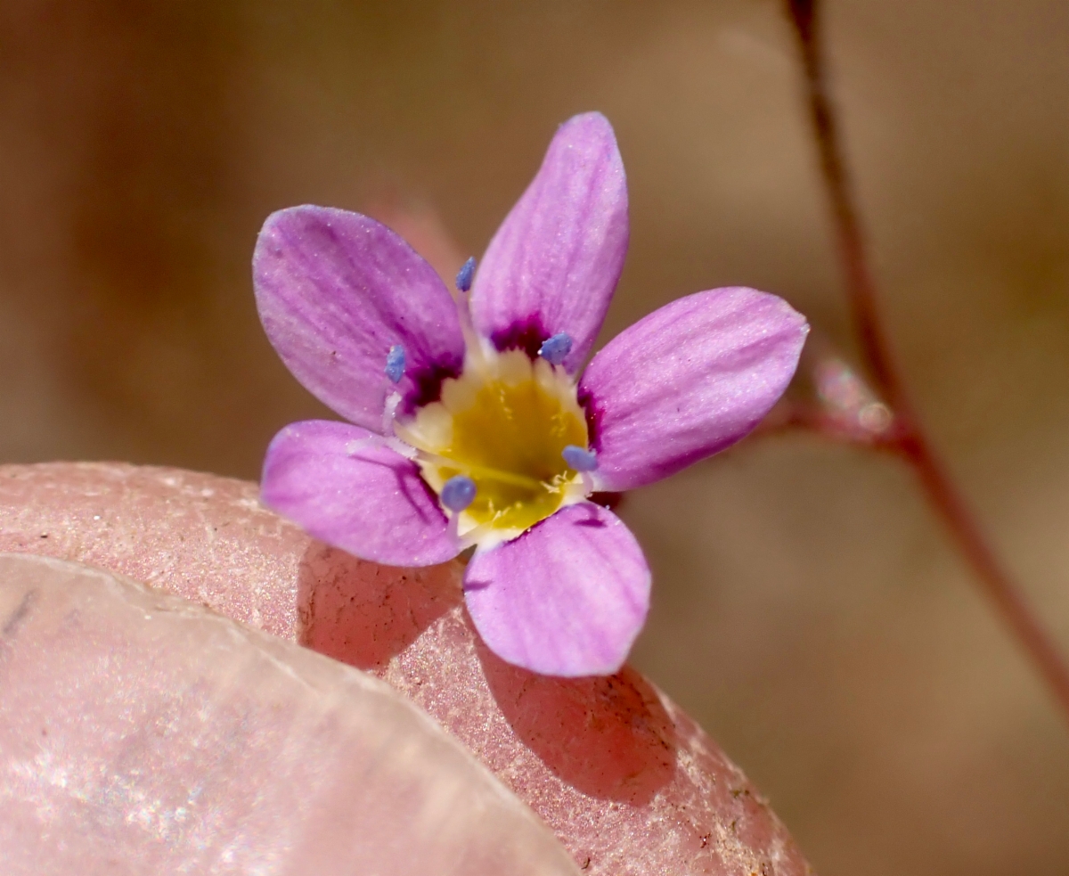 Navarretia leptalea ssp. bicolor