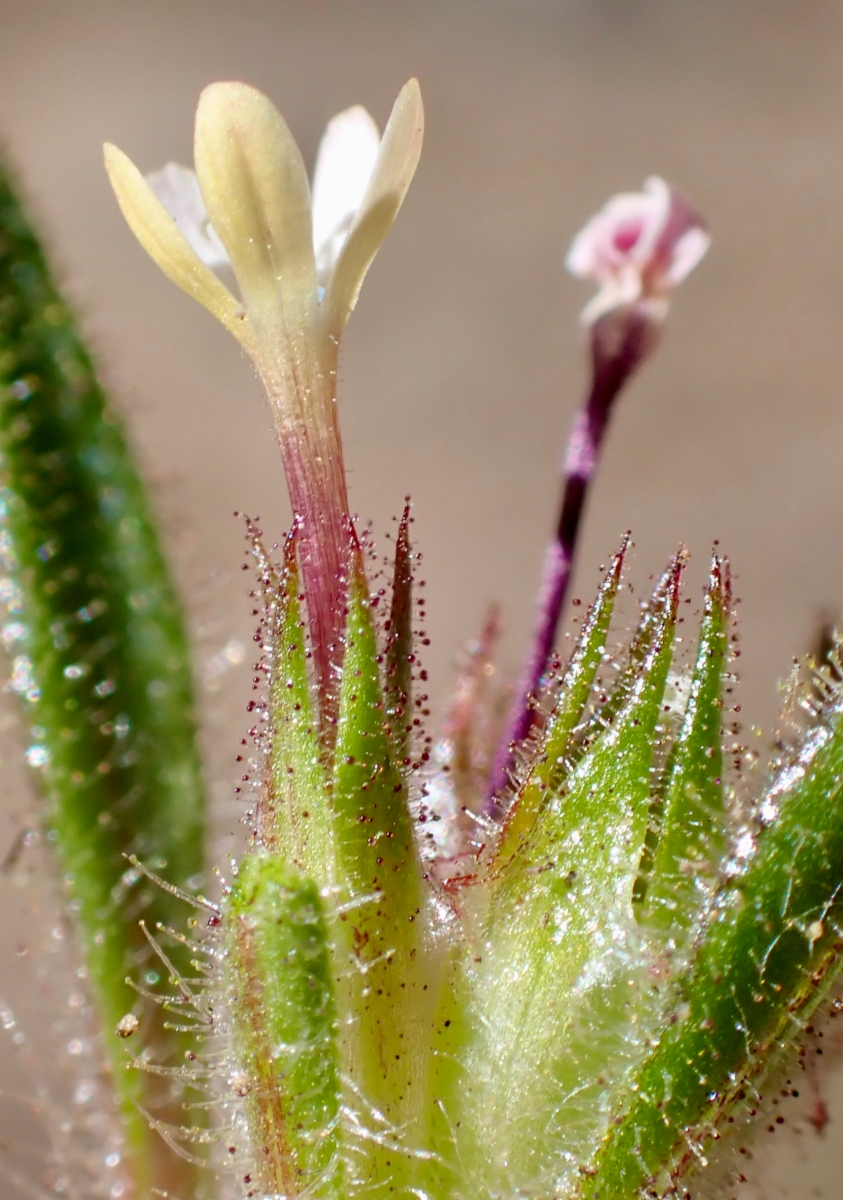 Navarretia capillaris