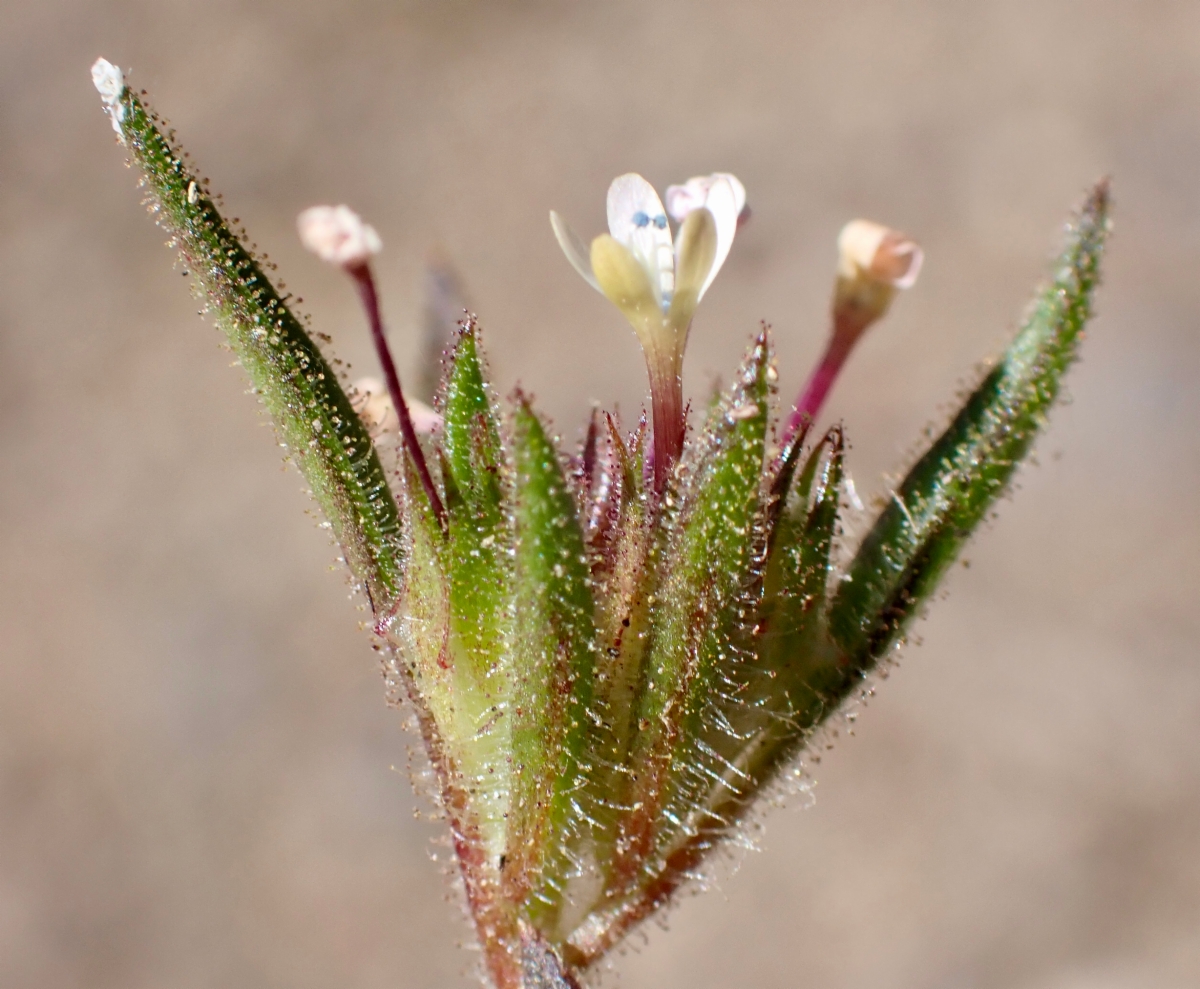 Navarretia capillaris