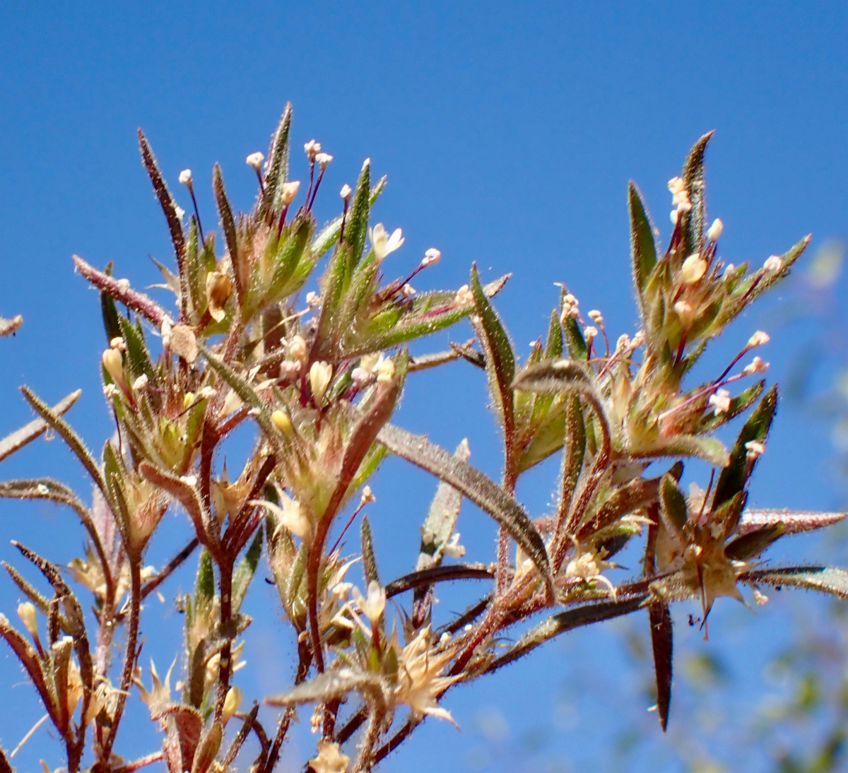 Navarretia capillaris