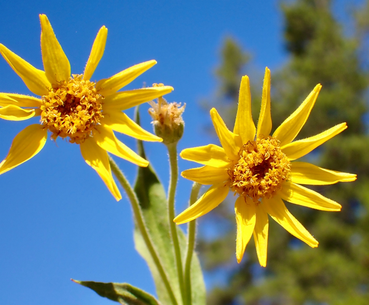 Arnica longifolia