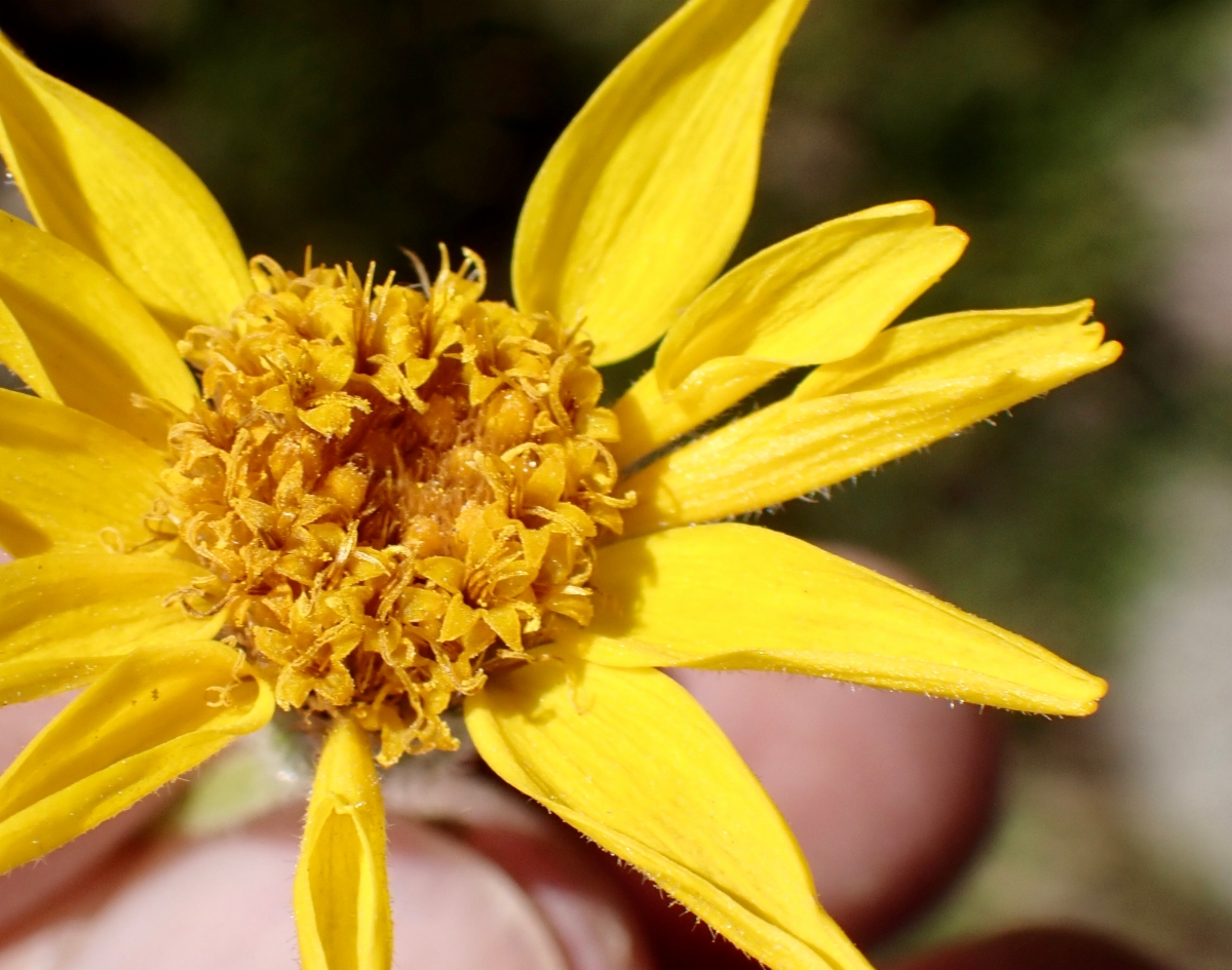 Arnica longifolia