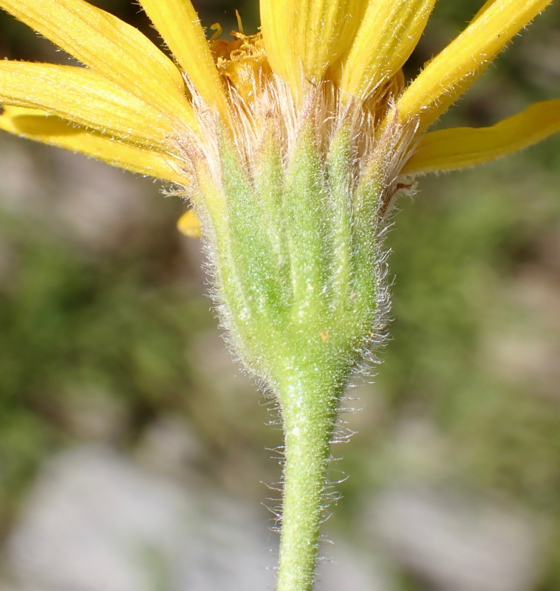 Arnica longifolia