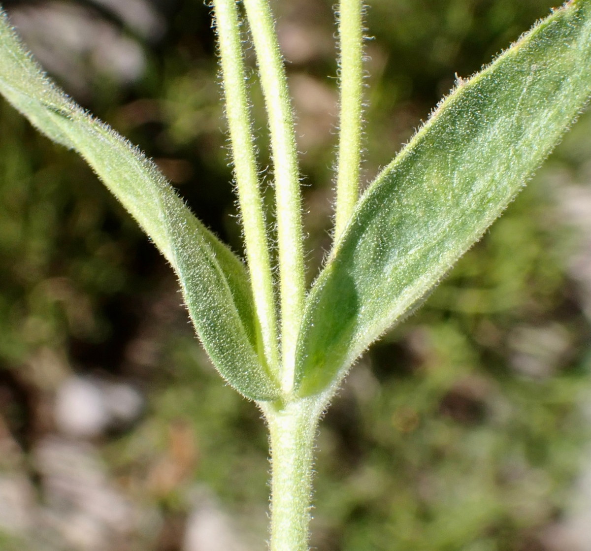 Arnica longifolia