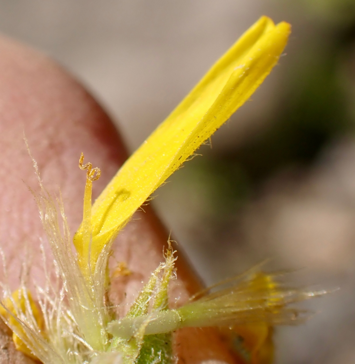 Arnica longifolia