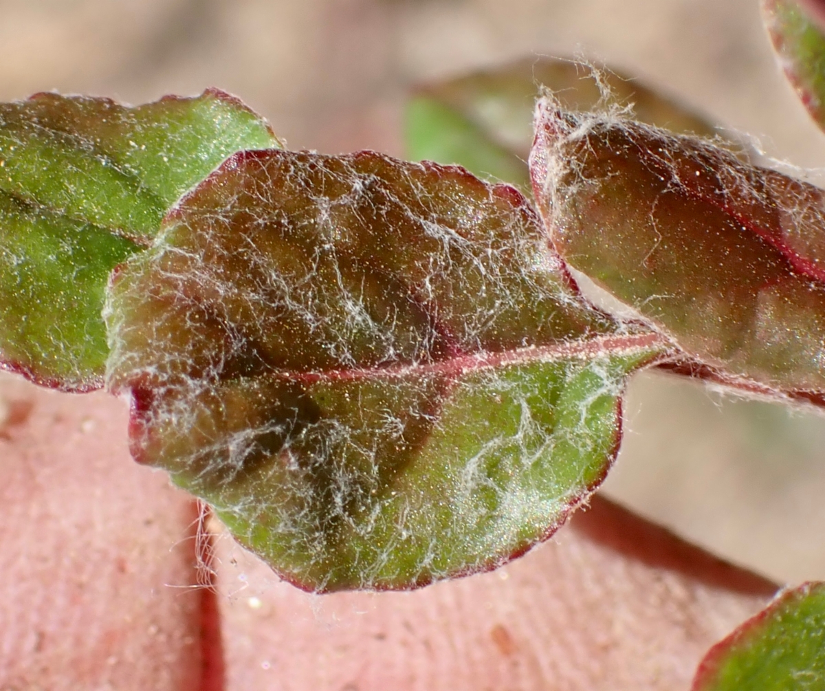 Eriogonum nudum var. deductum