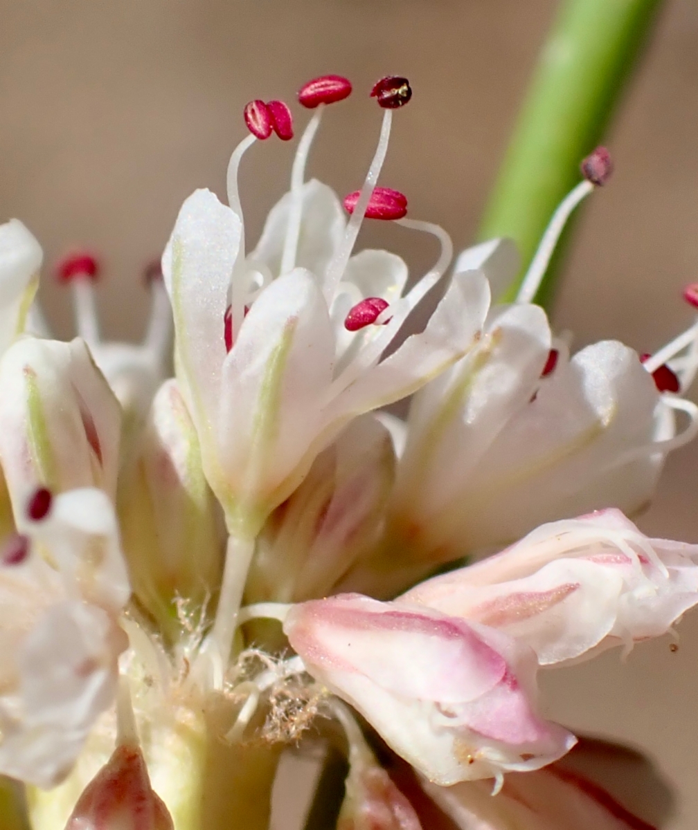 Eriogonum nudum var. deductum