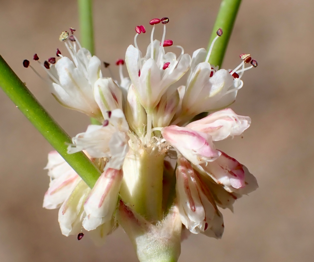 Eriogonum nudum var. deductum