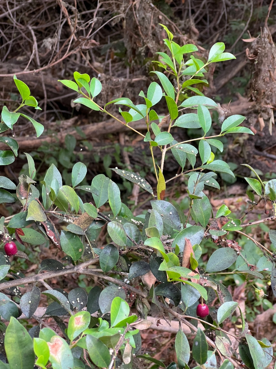 Syzygium paniculatum