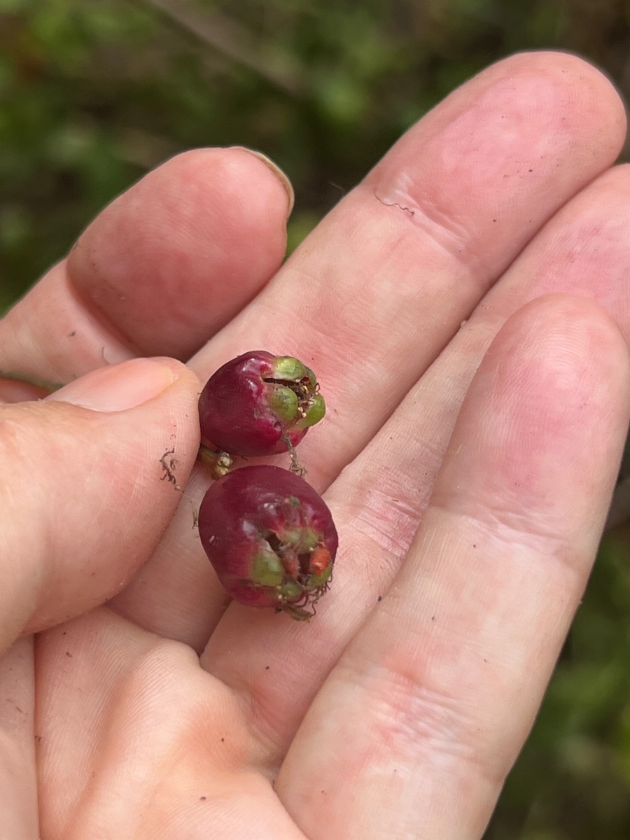 Syzygium paniculatum