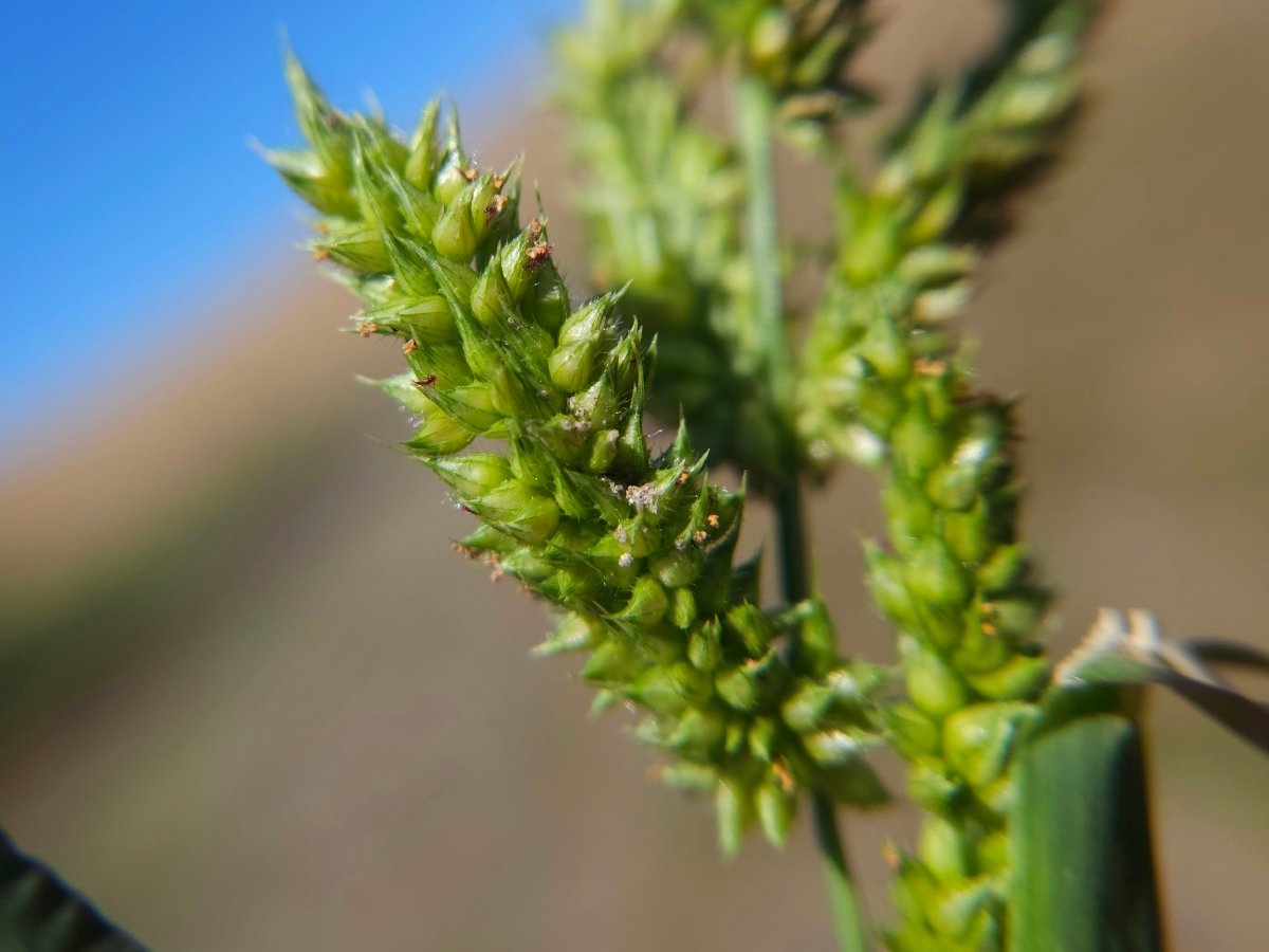 Echinochloa crus-galli