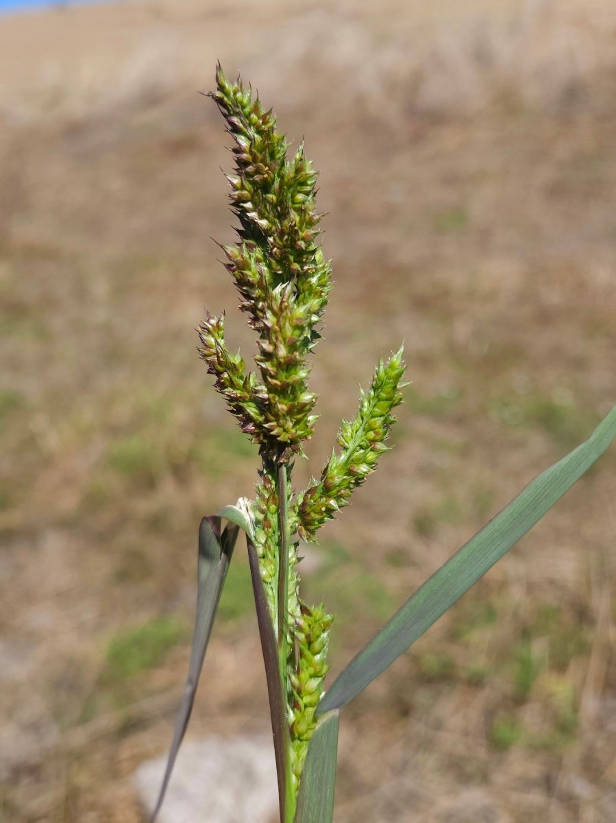 Echinochloa crus-galli