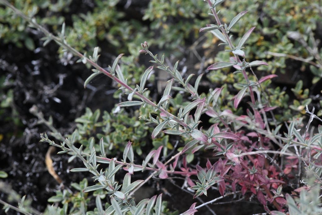 Epilobium nivium