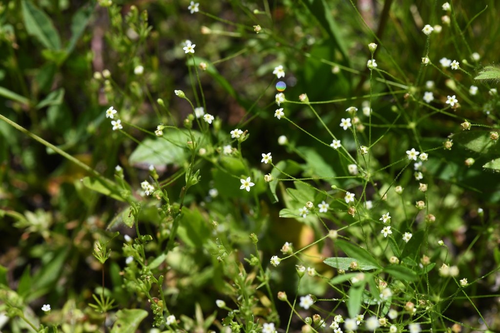 Androsace filiformis