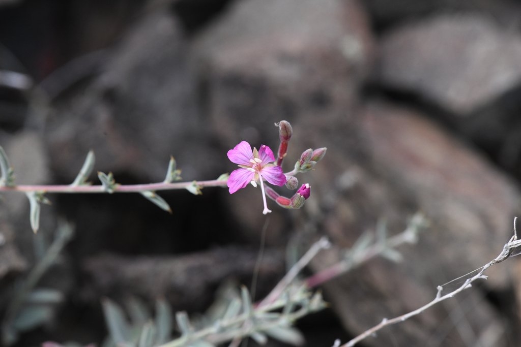 Epilobium nivium