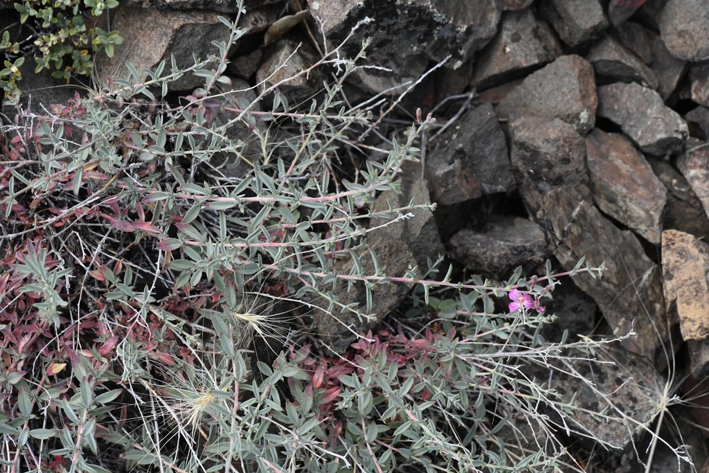 Epilobium nivium