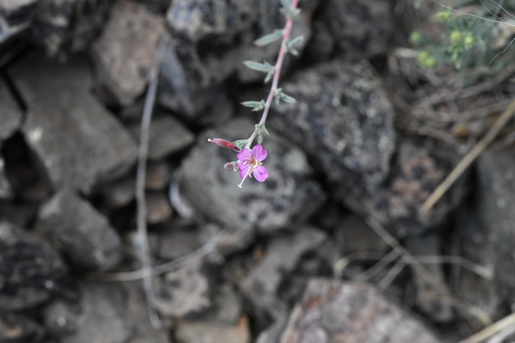 Epilobium nivium