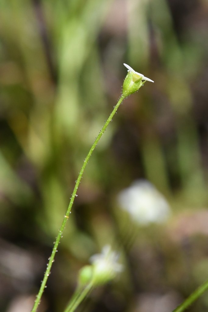 Androsace filiformis