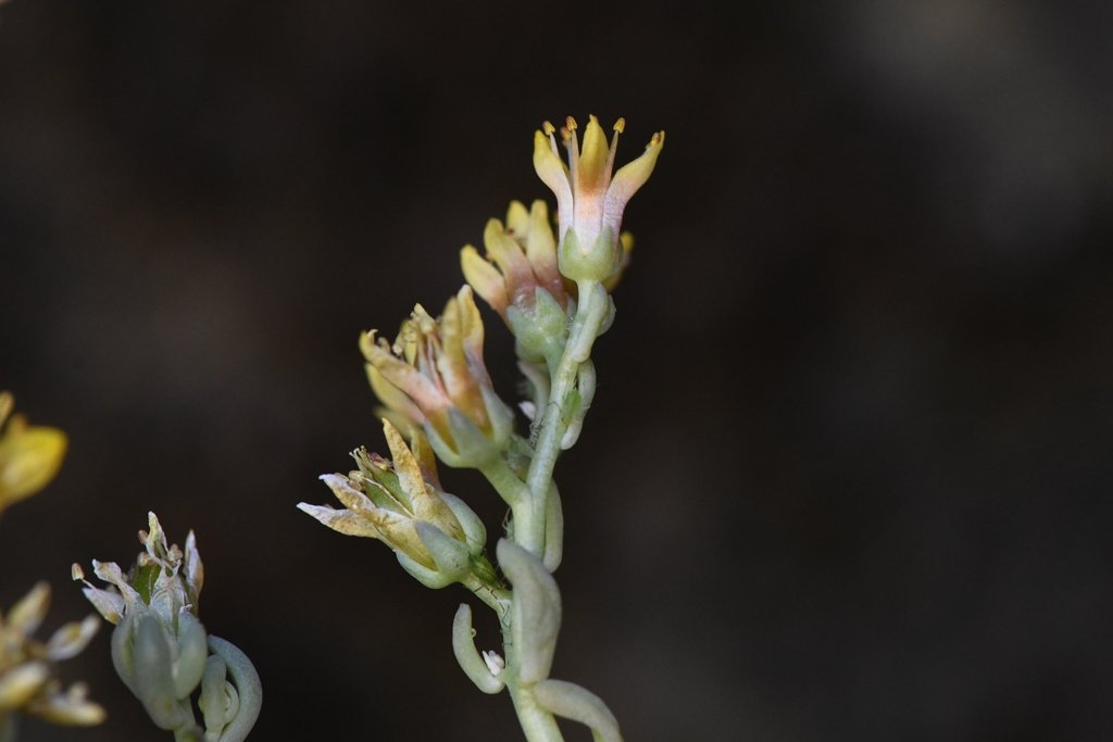 Sedum rubiginosum