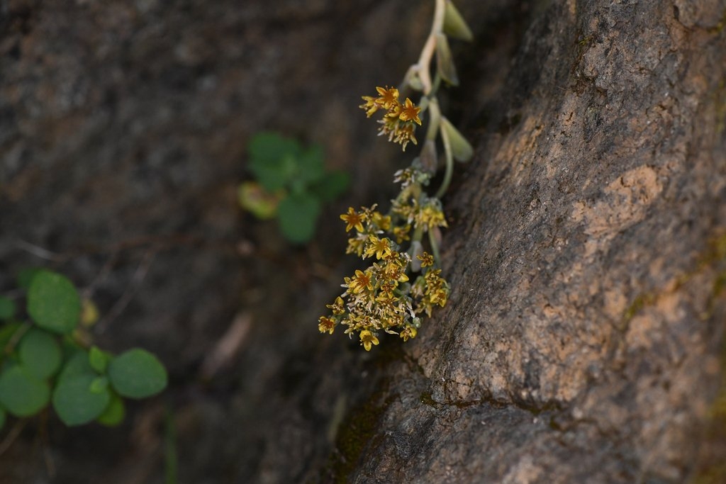 Sedum rubiginosum