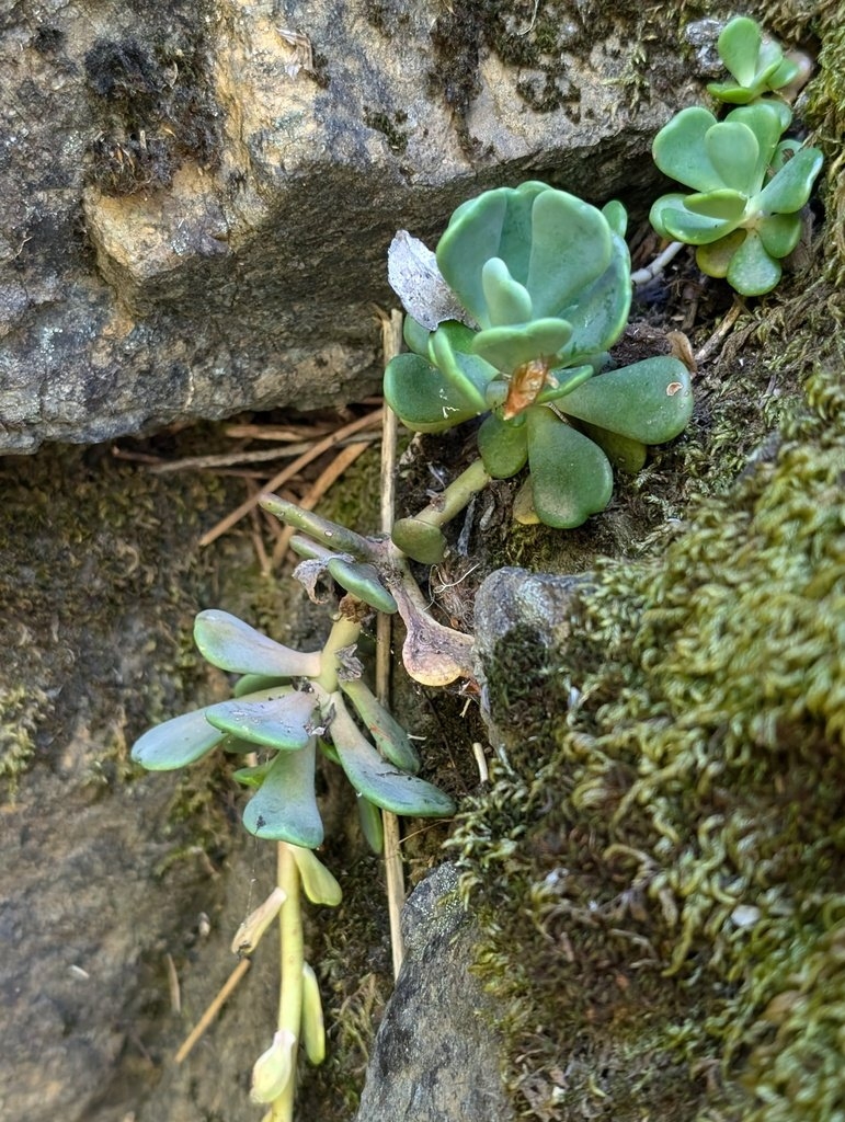 Sedum rubiginosum