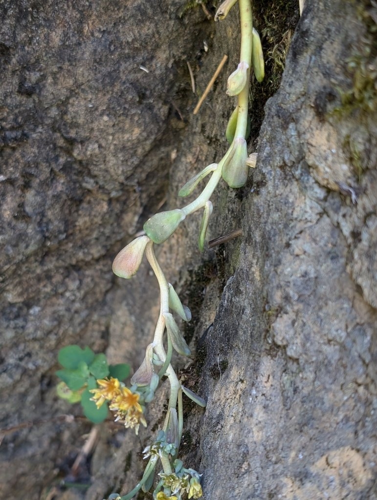 Sedum rubiginosum