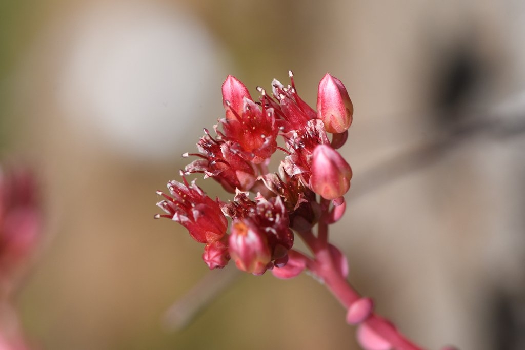 Sedum eastwoodiae