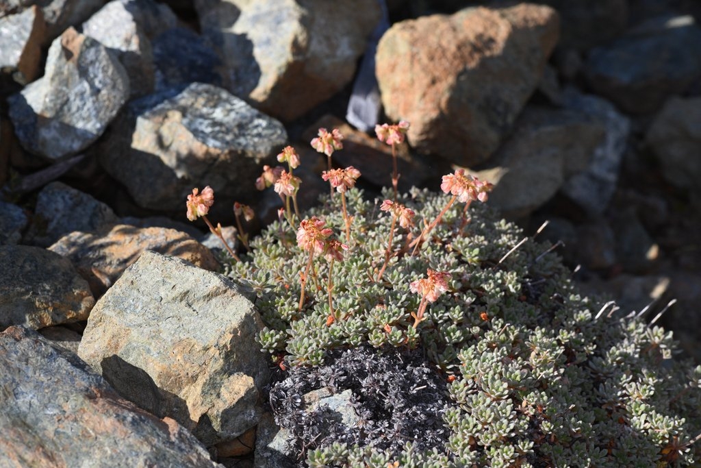 Eriogonum kelloggii