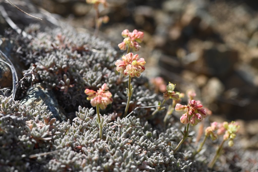 Eriogonum kelloggii