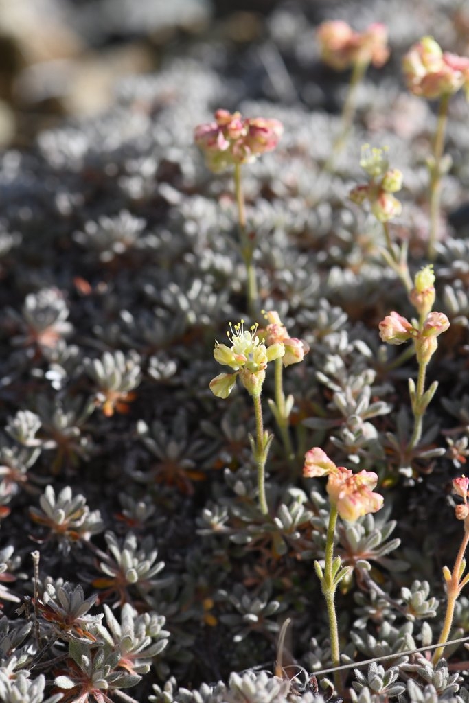 Eriogonum kelloggii