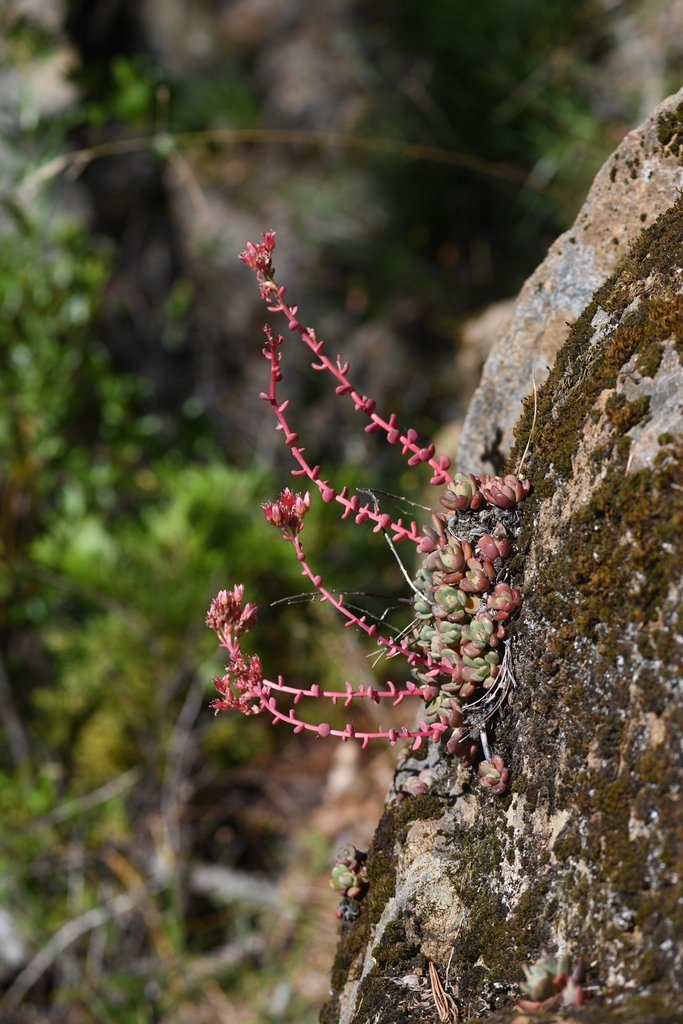 Sedum eastwoodiae