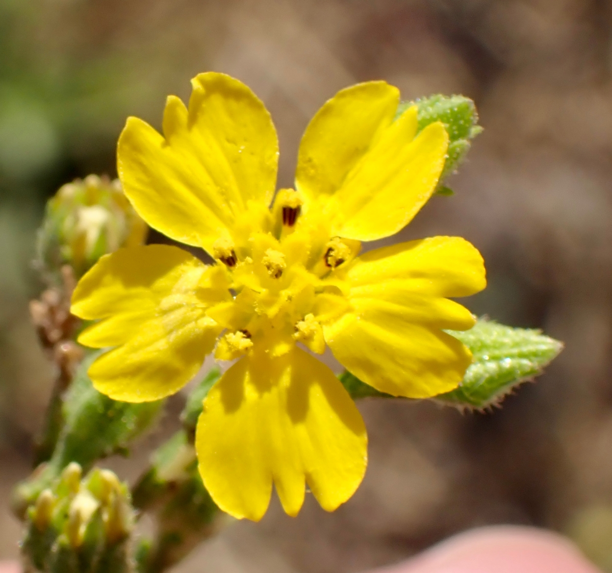 Deinandra pentactis