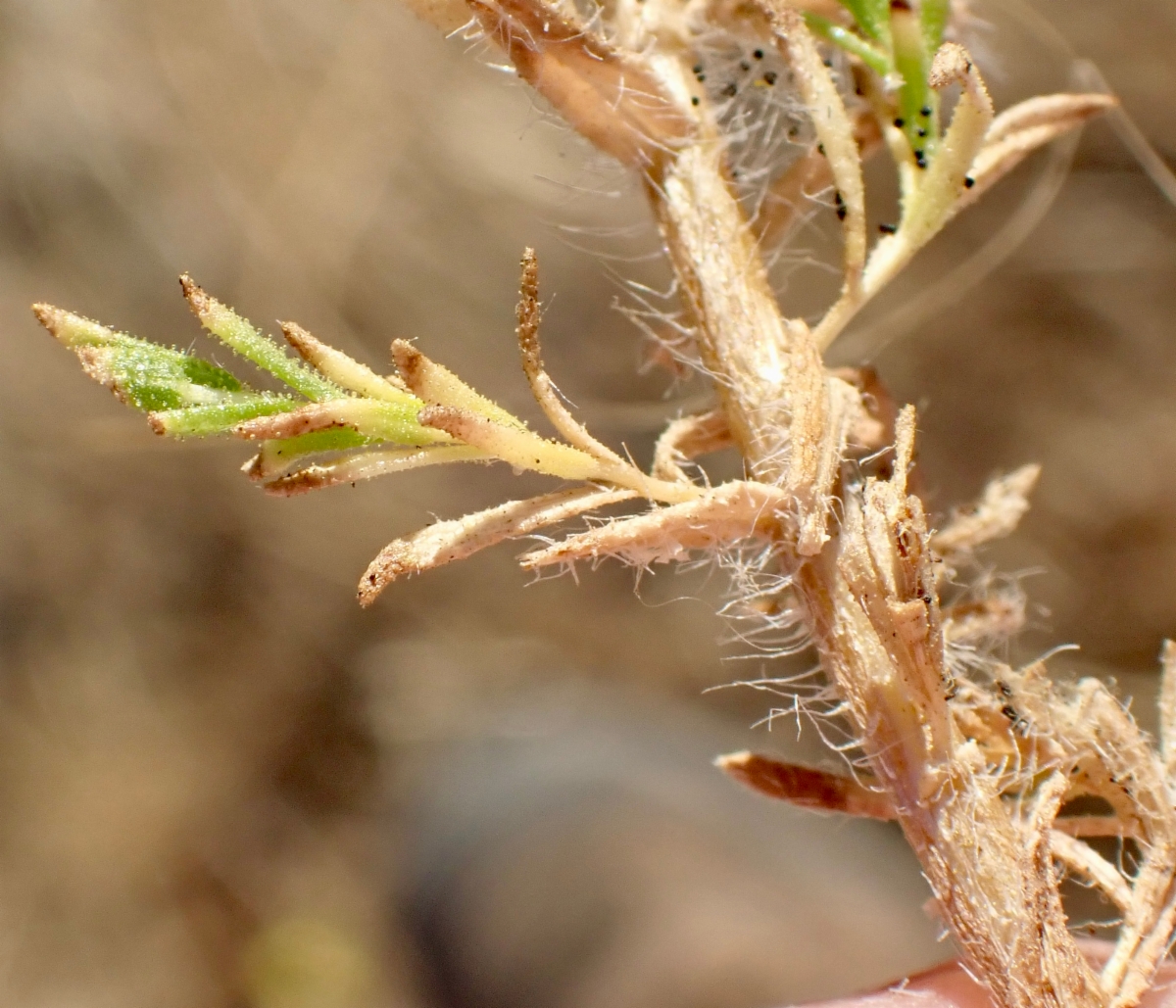 Deinandra pentactis