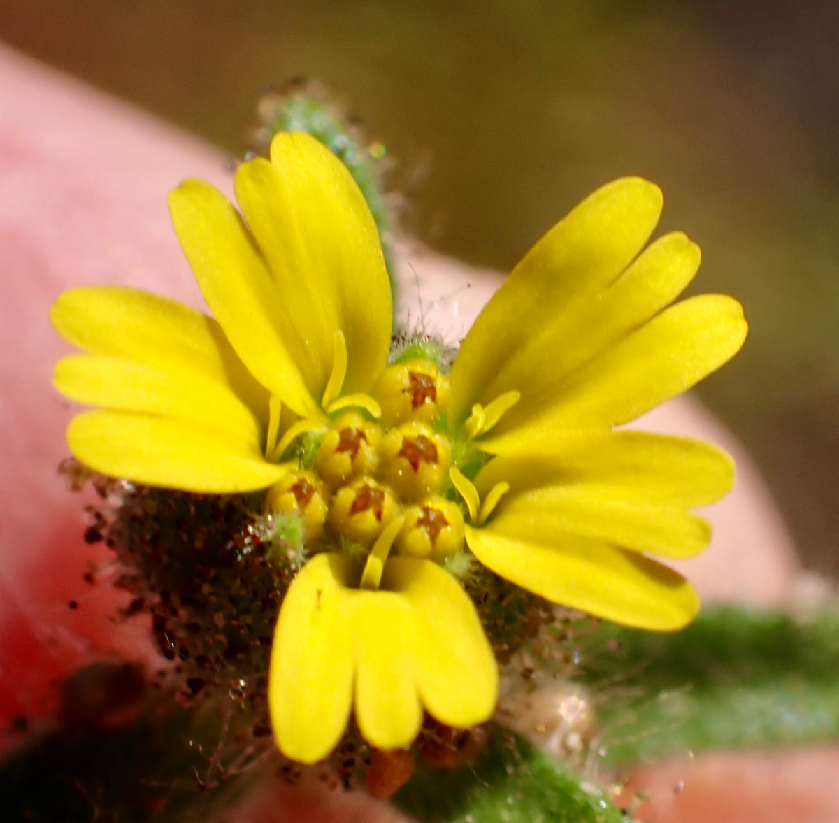 Madia gracilis