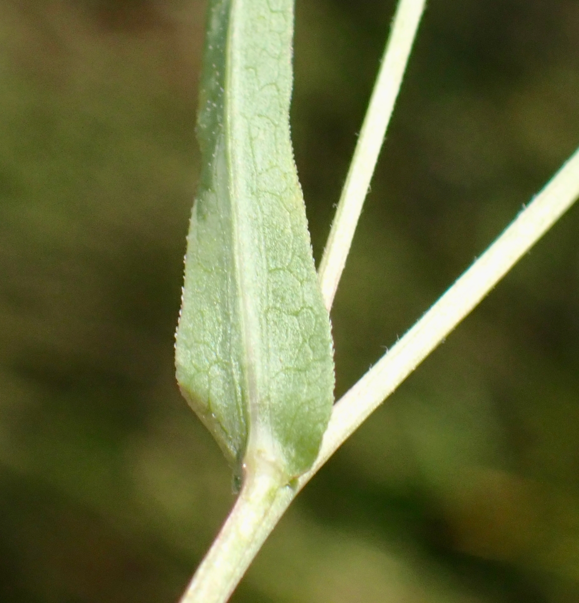 Symphyotrichum ascendens