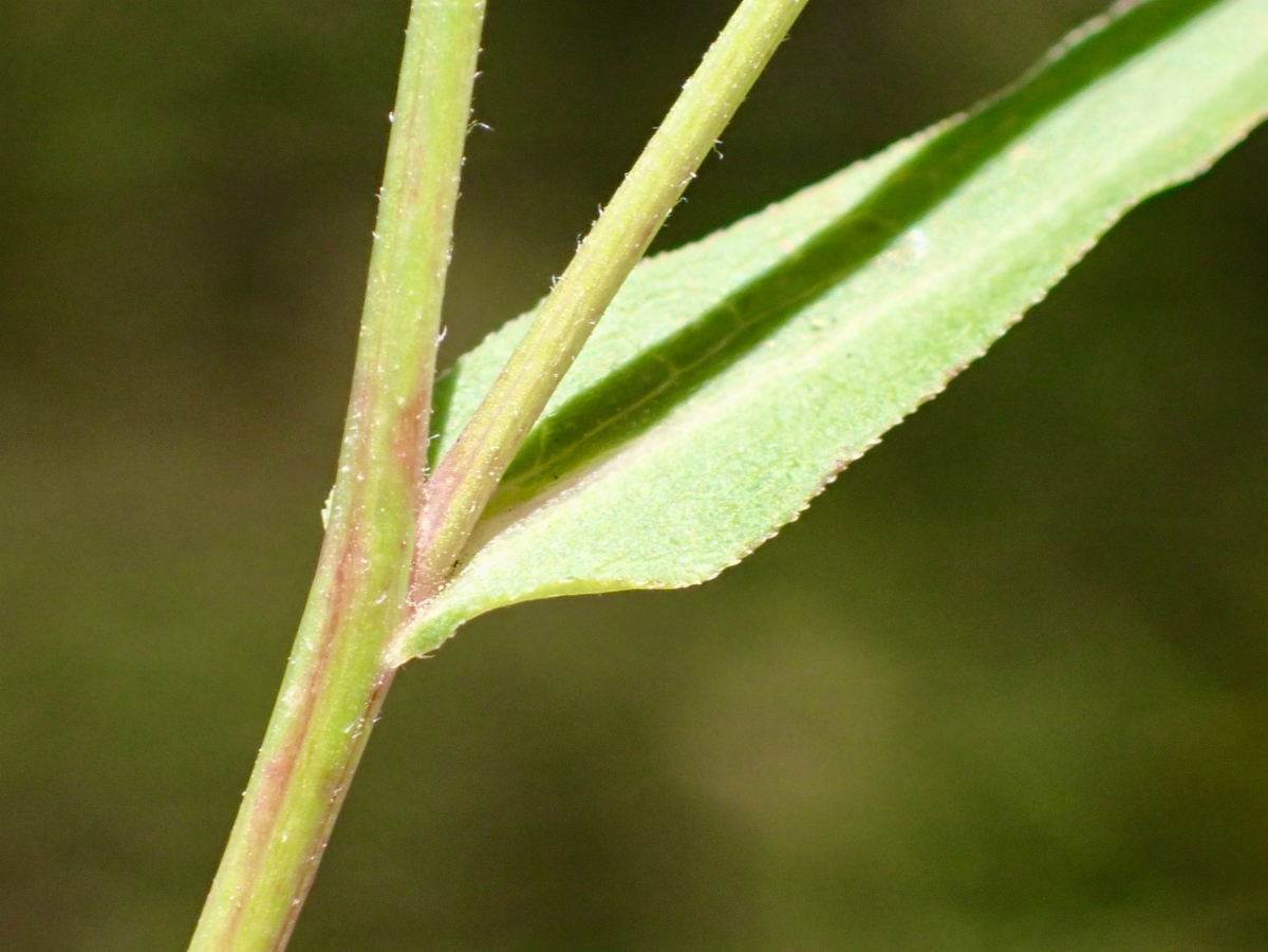 Symphyotrichum ascendens