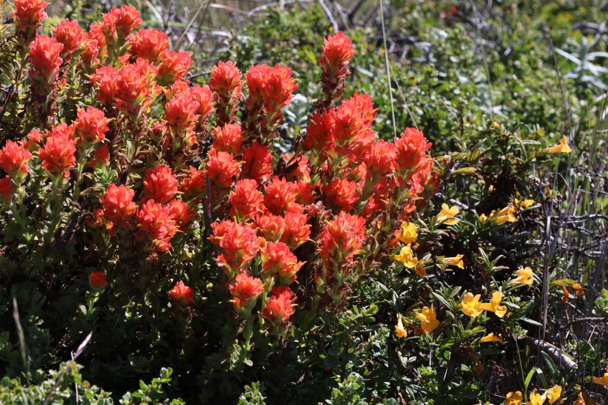 Castilleja mendocinensis