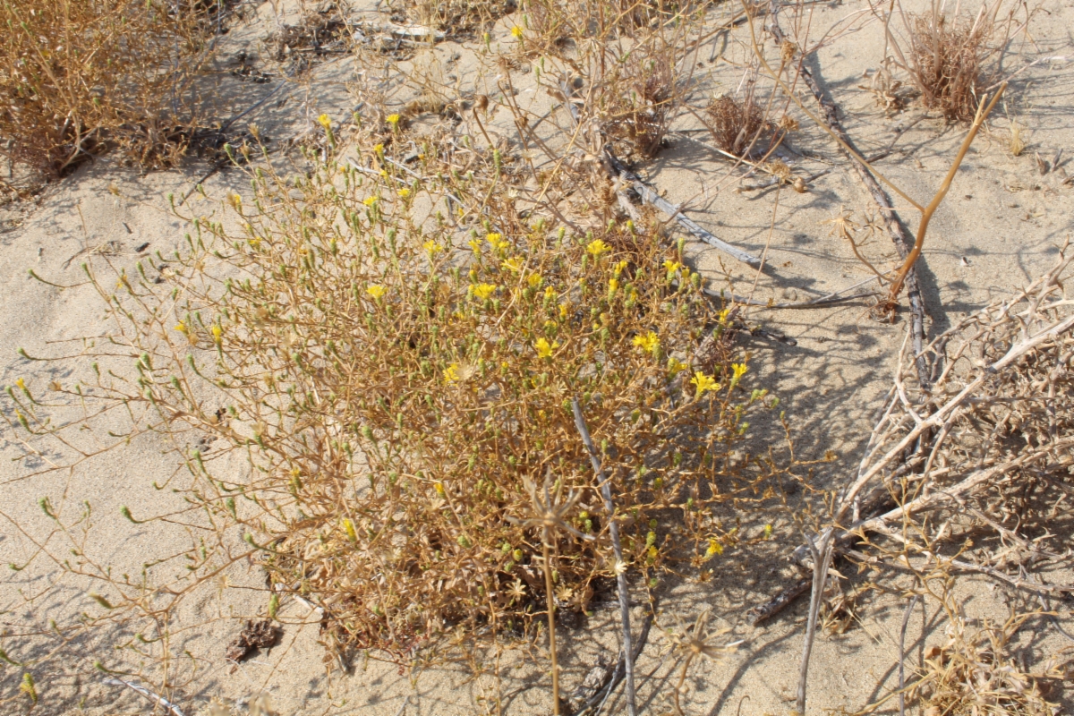 Lessingia glandulifera var. glandulifera