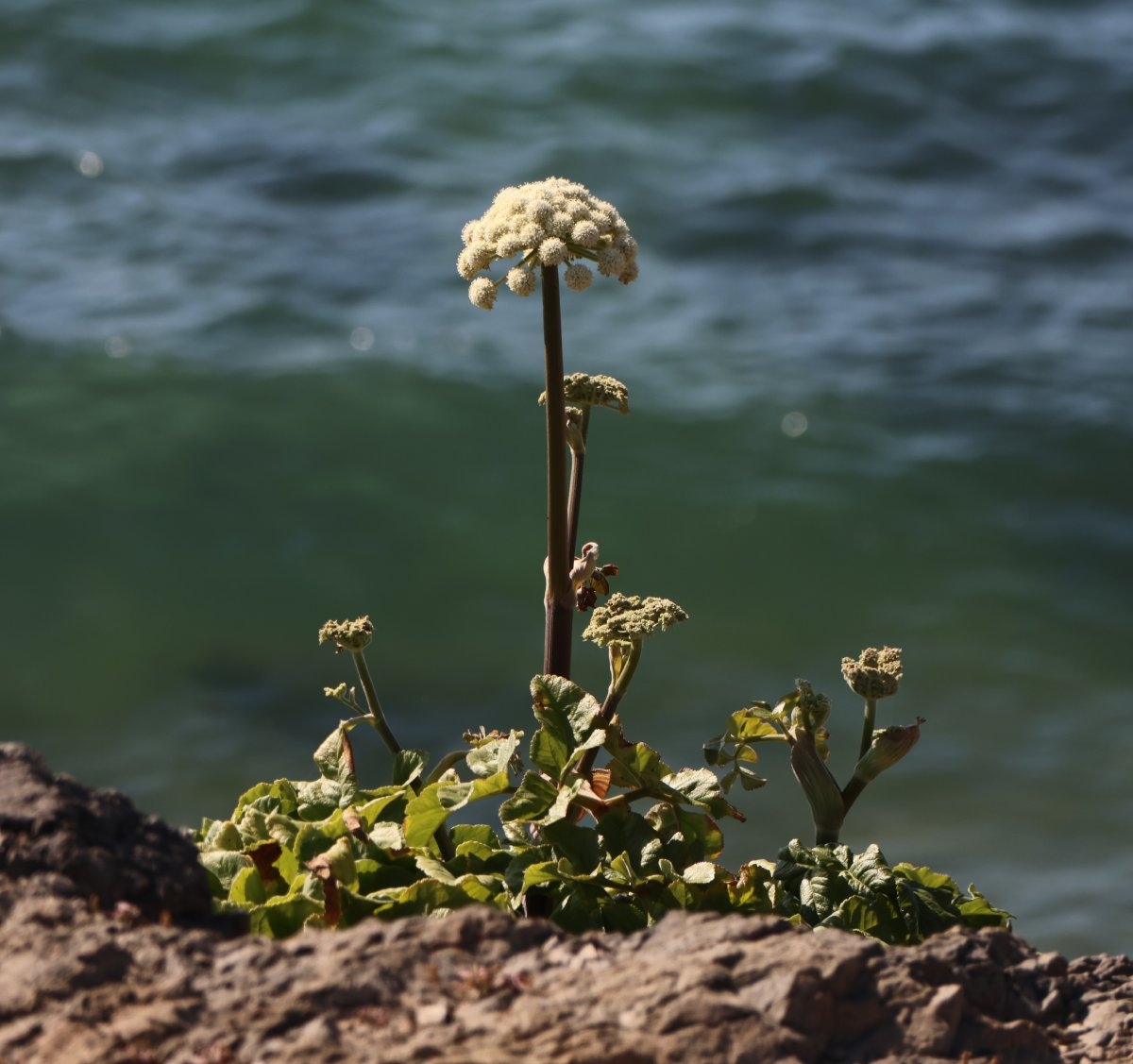 Angelica hendersonii