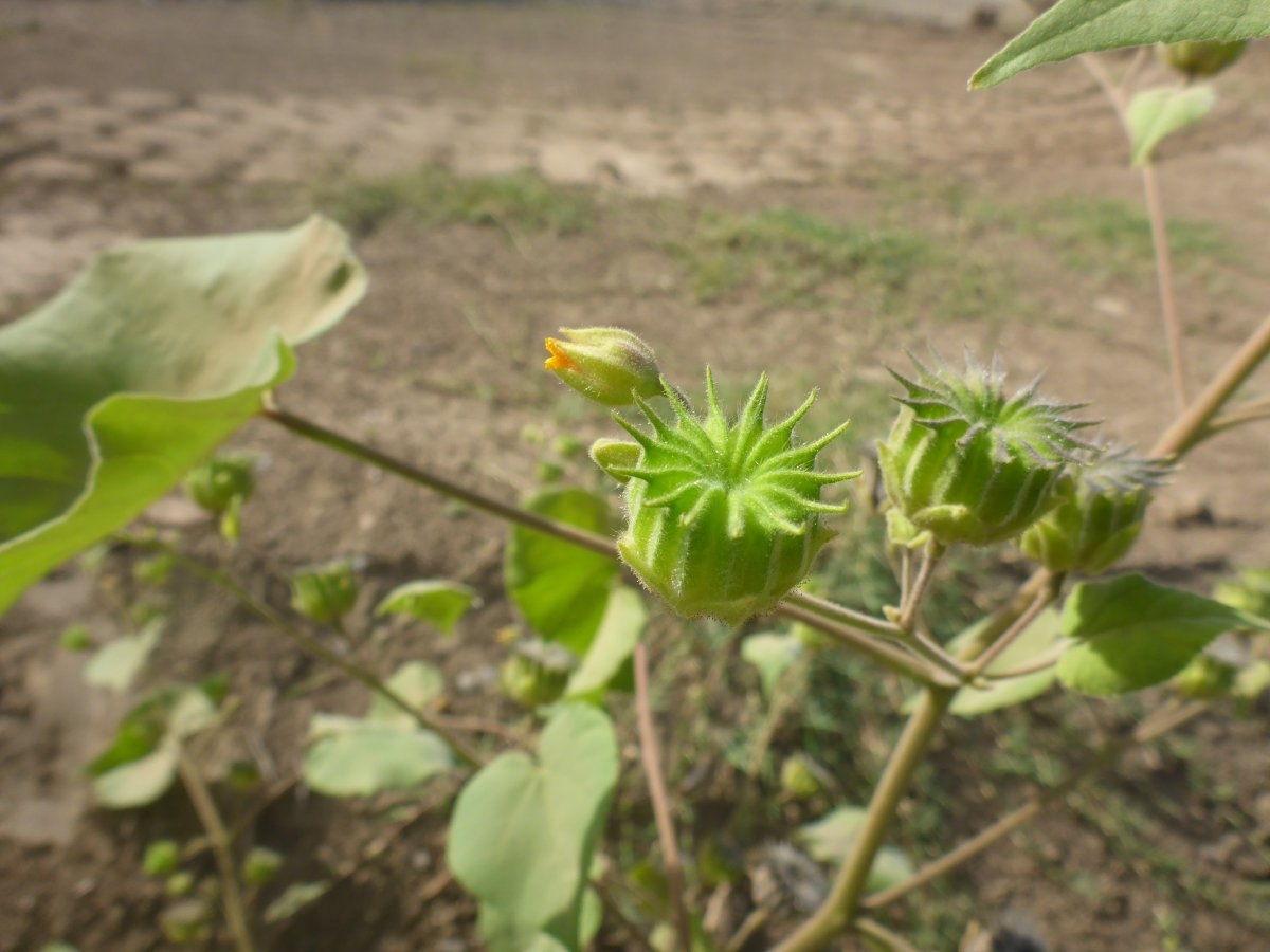 Abutilon theophrasti