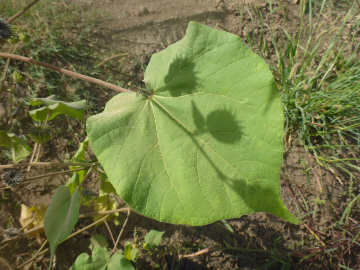 Abutilon theophrasti