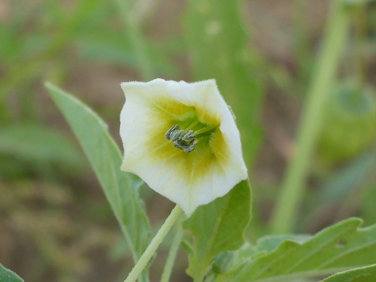 Physalis acutifolia