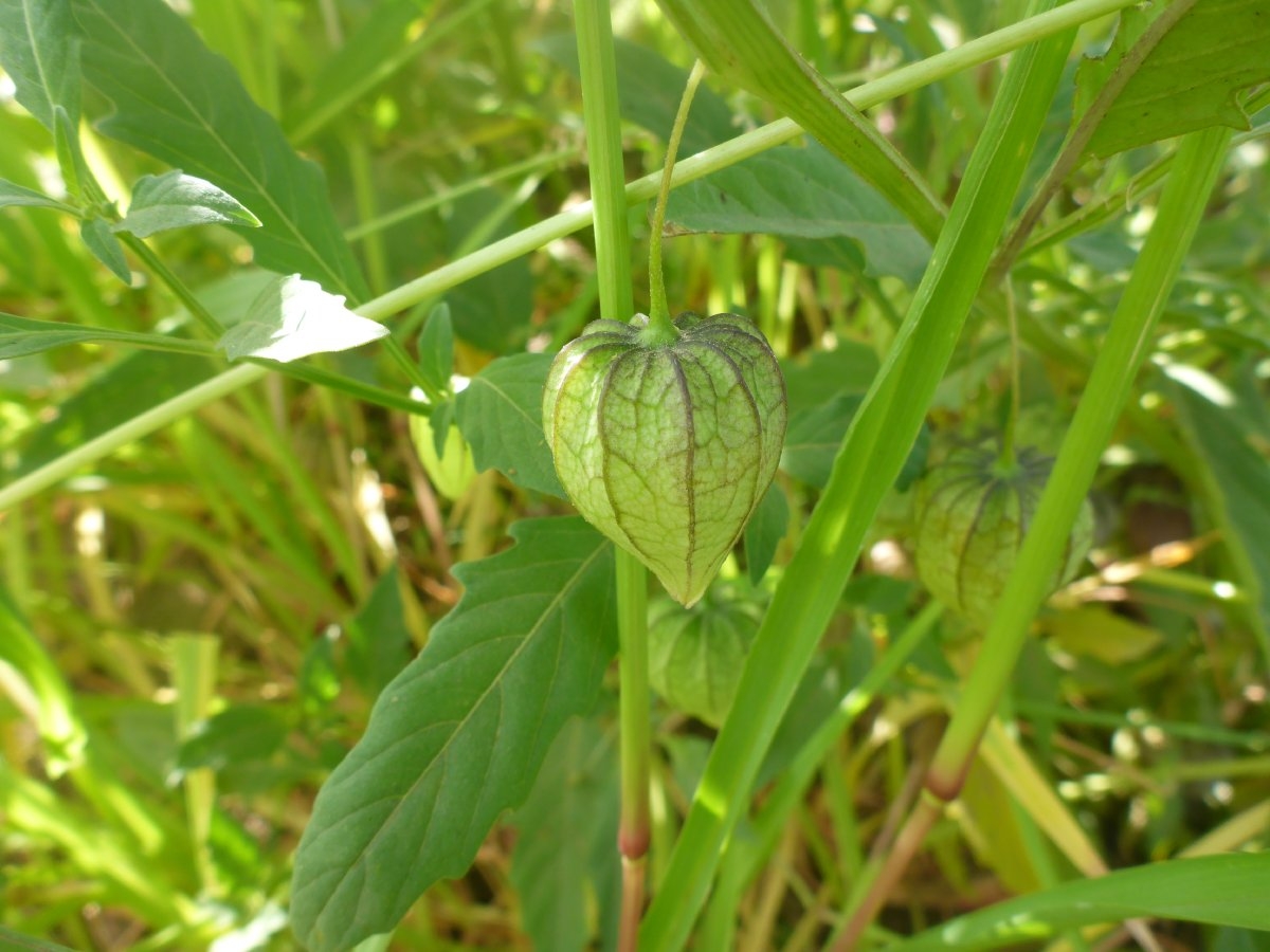 Physalis acutifolia