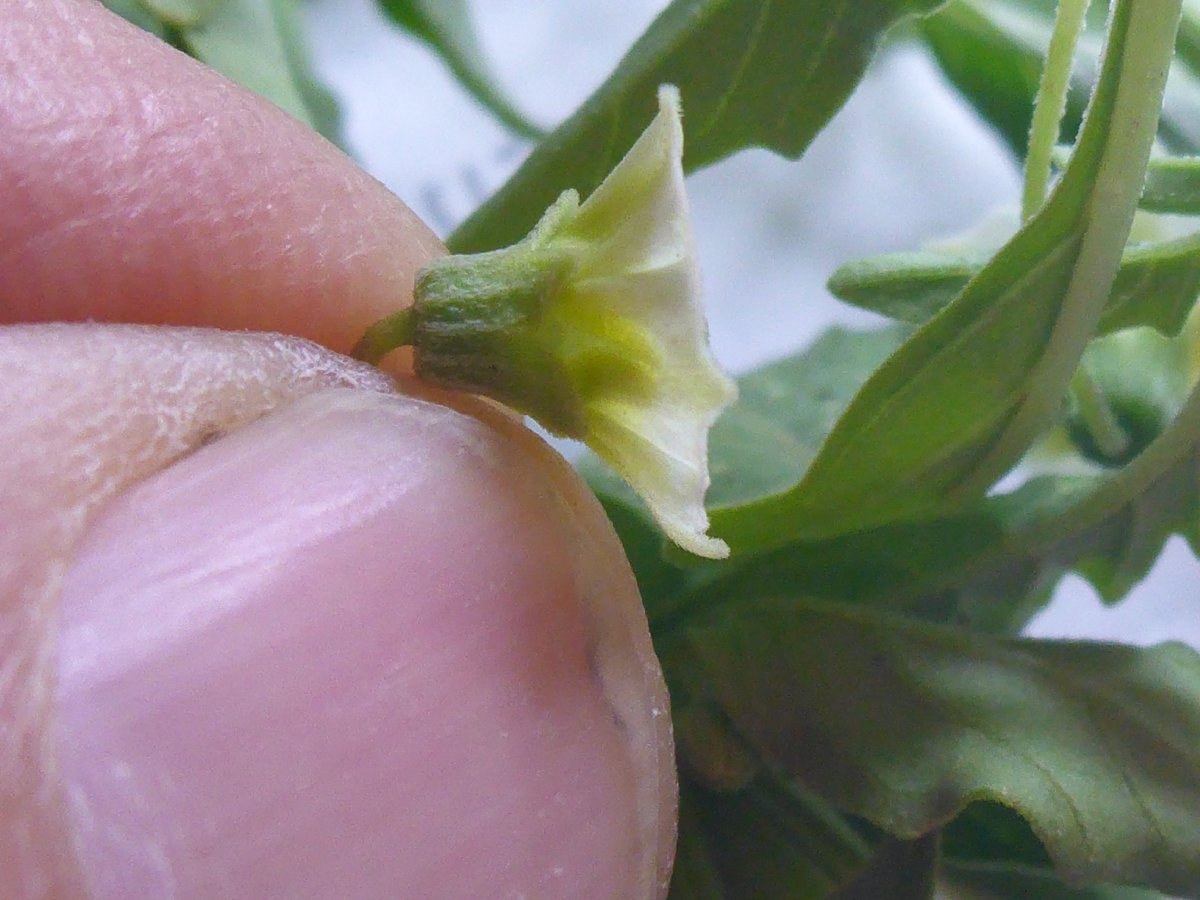 Physalis acutifolia