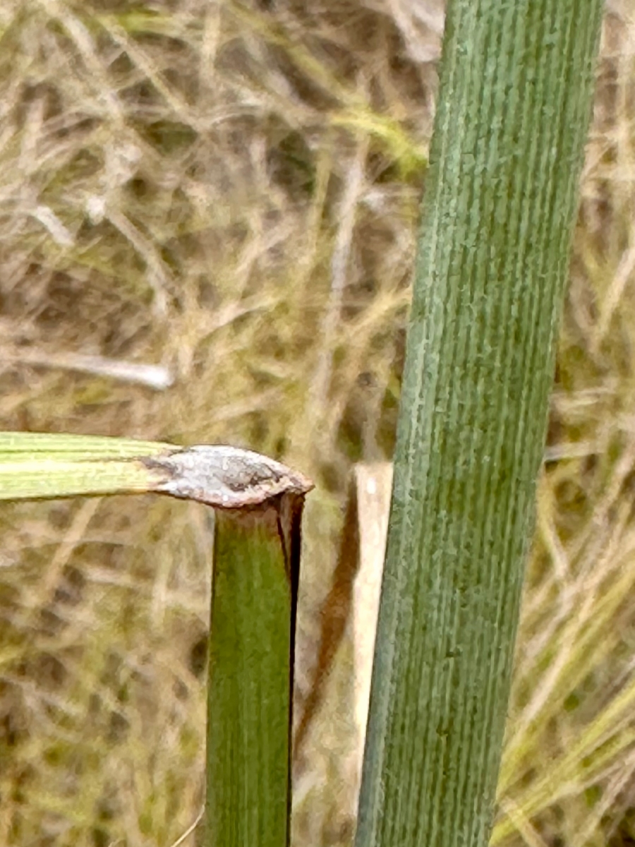 Elymus ponticus