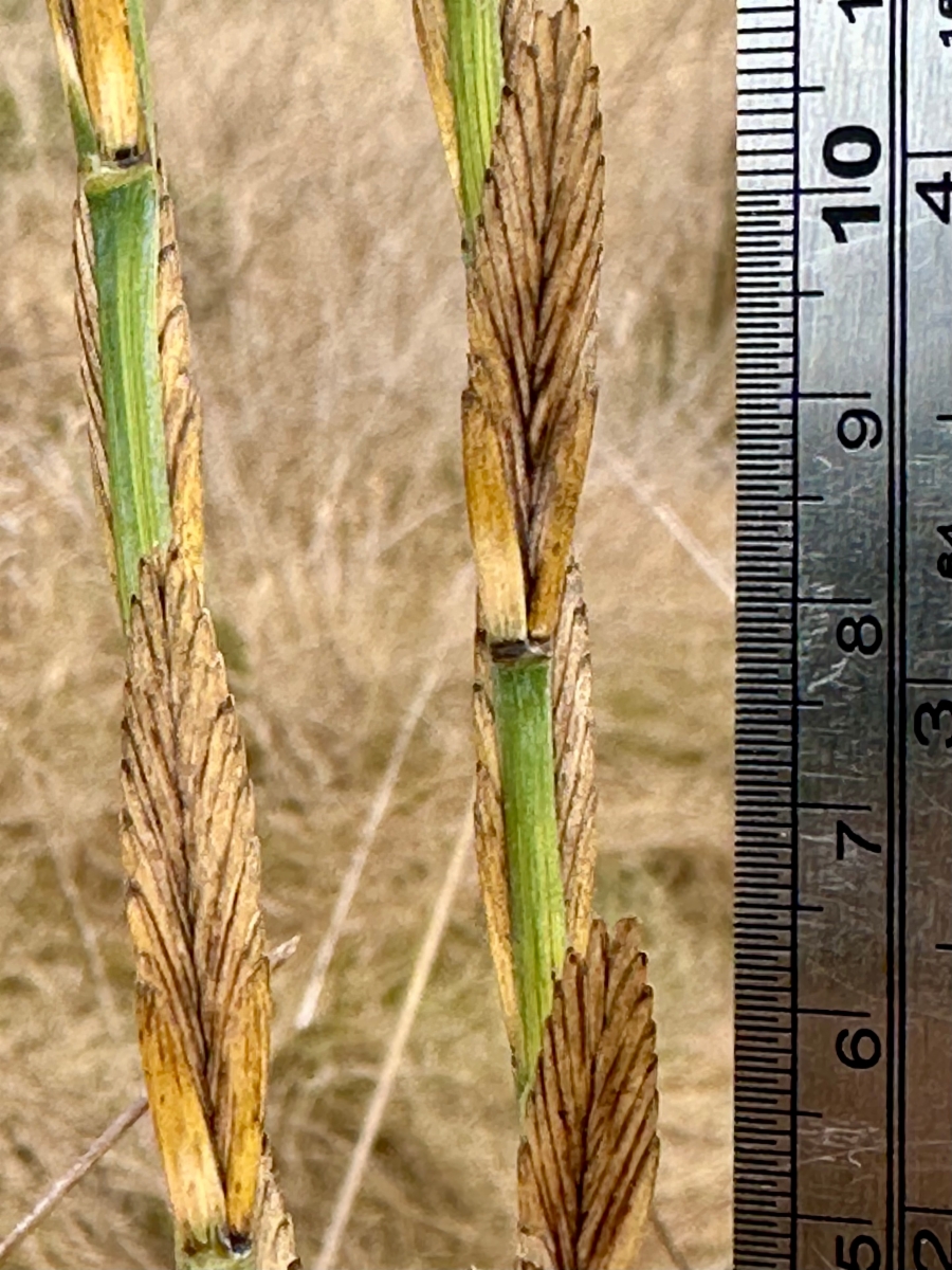 Elymus ponticus