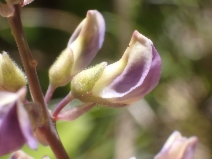 Lupinus tracyi