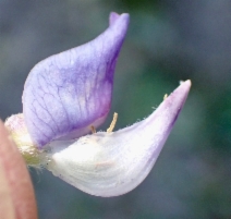 Lupinus latifolius var. latifolius